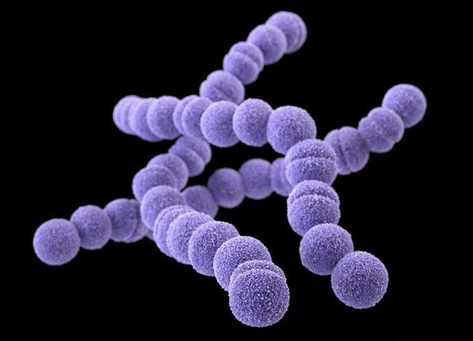 Streptococcus from the human body