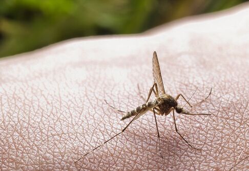 Mosquito bites are the cause of parasitic infections