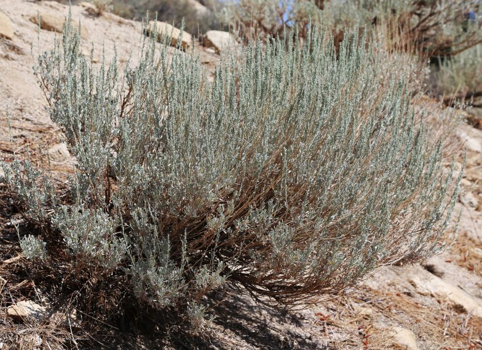 Wormwood is used to remove worms from the body