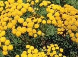 Tansy comes from worms