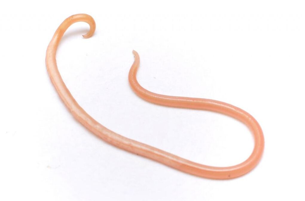 Roundworms are one of the most popular worms