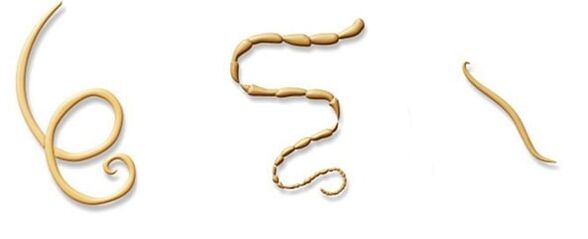 Parasite Types