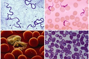 What parasites may be in the human blood