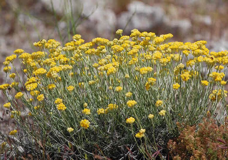 Helichrysum helps fight parasites