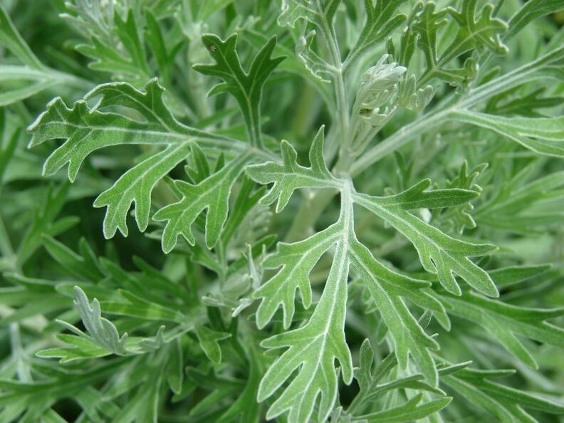 Wormwood is used to prepare of agent from parasites